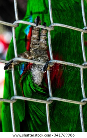 Closeup of parrot\'s legs and claws on cage to freedom