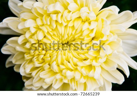 Chrysanthemum Flower Isolated on Black Background.
