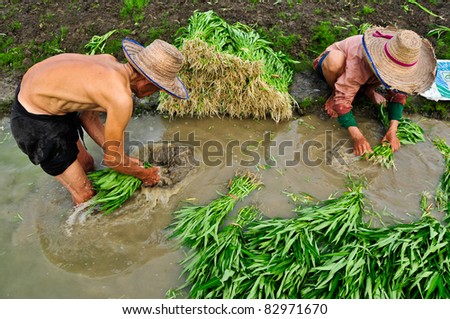Farmers washing convolvulus food vegetable before sell.