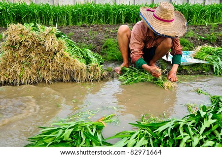 Farmers washing convolvulus food vegetable before sell.