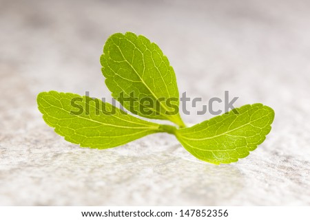 Stevia sweetleaf isolated on stone background. Healthy sugar substitute. Healthy lifestyle and eating.