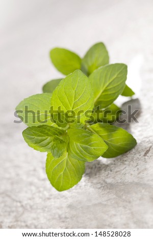 Fresh mint herb isolated on stone background. Culinary aromatic herbs.