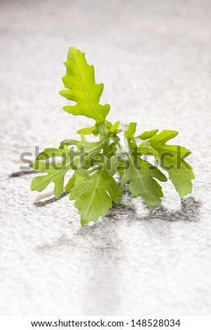 Rocket herbs bundle tight with string on stone background.