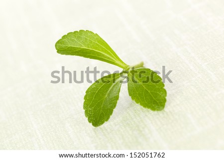 Fresh green stevia sugar leaf isolated on green background. Culinary aromatic herbs.