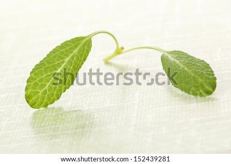 Green sage leaves isolated on green background. Alternative medicine and healthy eating.
