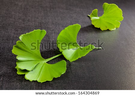 Ginkgo leaves on black background. Natural healing.