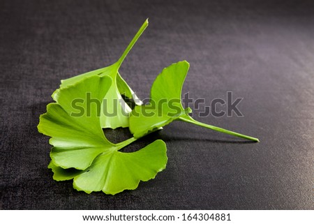 Ginkgo leaves isolated on black background. Alternative medicine, traditional natural healing.
