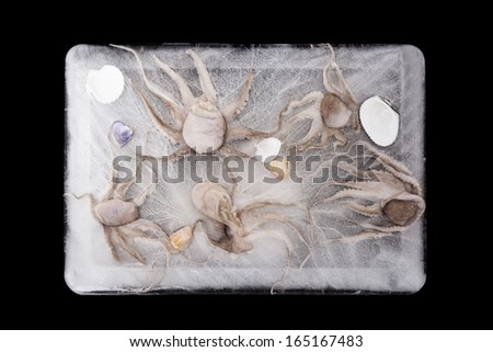 Seafood frozen in ice with seashells. Culinary luxurious seafood eating.