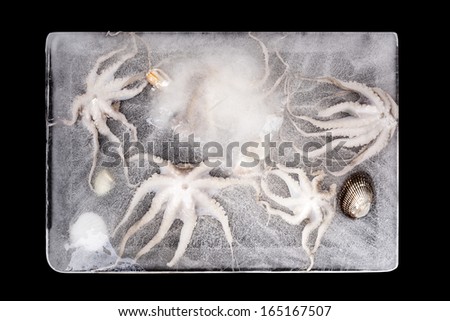 Seafood frozen in ice isolated on black background. Luxurious culinary seafood eating.