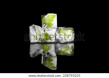Fresh culinary herbs basil and parsley frozen in ice cubes frozen in black background. Fresh cooking herbs.
