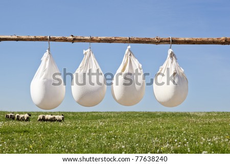 Cheese production on organic farm. Traditional sheep cheese hanging in white cheese cloth drying.