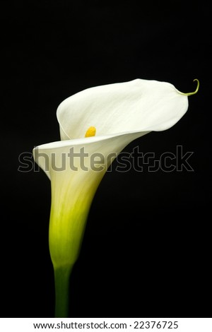 Calla Lilies on With Elegant Curves Calla Lilies Isolated With Find Similar Images