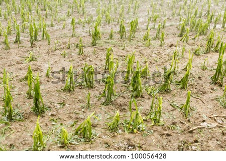 Hail damaged agricultural field - Weather Storm Disaster