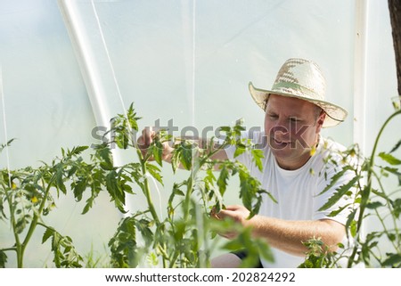 Farmer man with hat care about tomatos plants in greenhouse