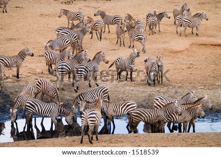 zebras by the river