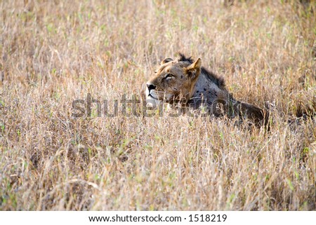 lion in african yellow grass