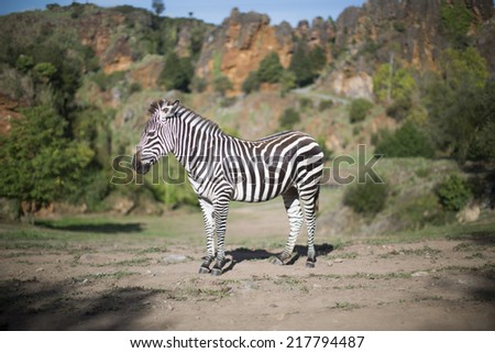 a zebra stands alone in a safari landscape