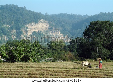 woman working in a field corbett national park ramnager in india