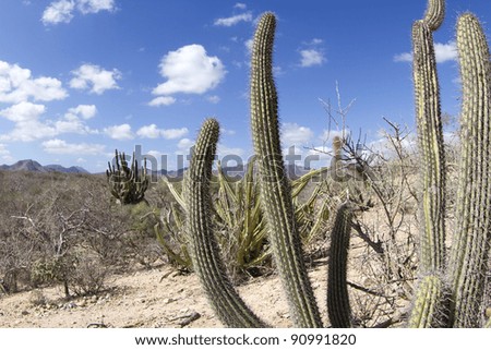 beautiful desert landscape in baja california sur, mexico - stock 