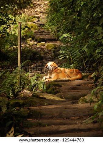 Golden Labrador dog resting on log steps in Cocora Valley, Colombia