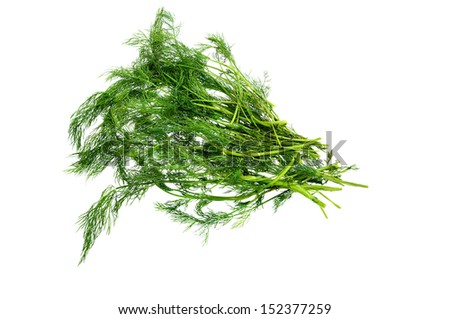 dill aneth is a green spice used as herb for cooking. vegetable  isolated