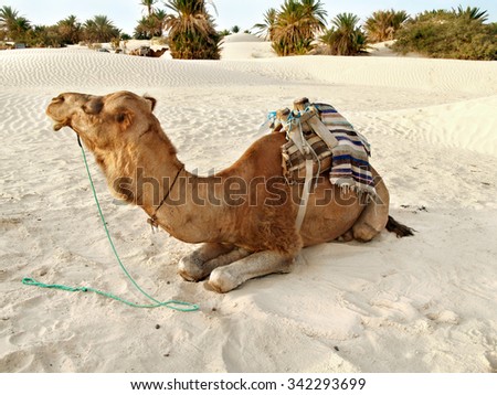 desert animal . camel is a beast of burden used by african nomadic Bedouin tribe  for transportation since ancient times