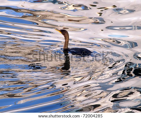 waterfowl swimming in sea wave of reflection and ripple.