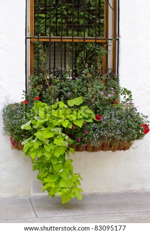 flower pot  arrangement   box outdoors hanging  on window with old fashioned  iron  bars.