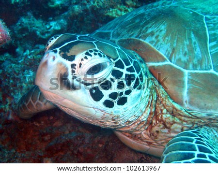 A close up of a sea turtle during my holidays in borneo