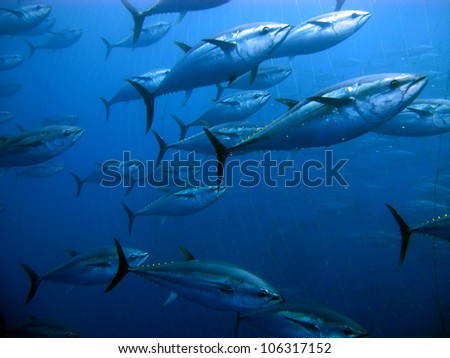 Tuna in the Mediterranean Sea