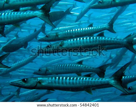stock photo barracuda