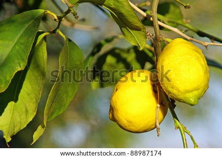 Two yellow lemons on a lemon tree