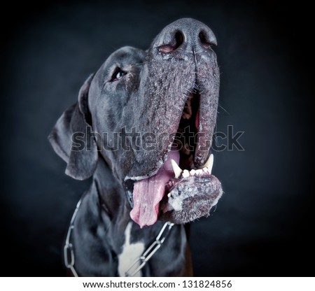 Studio portrait of black Great Dane Dog (danish dog) on black  background