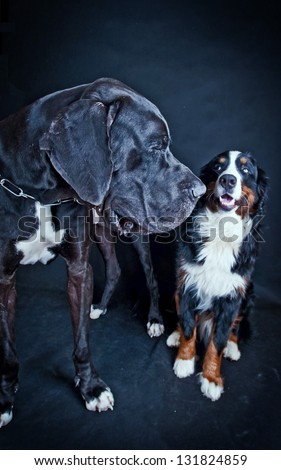 Studio portrait of black Great Dane Dog (danish dog )and Bernese mountain dog on black  background