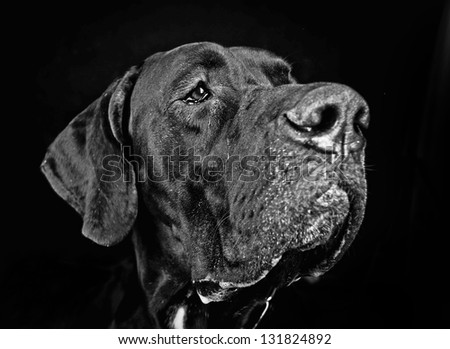 Studio portrait of black Great Dane Dog (danish dog) on black  background