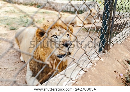 Lion in a zoo cage dreams of freedom