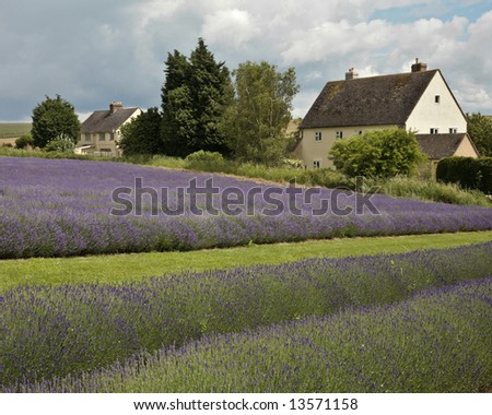 House in lavender field