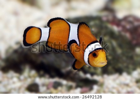 Macro of Clown Fish known as Nemo - Amphiprion Percula - More at my portfolio