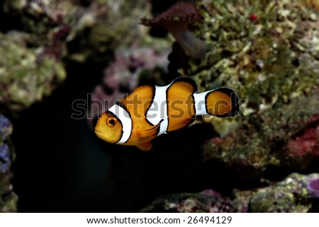 Clown Fish known as Nemo - Amphiprion Percula - more at my portfolio