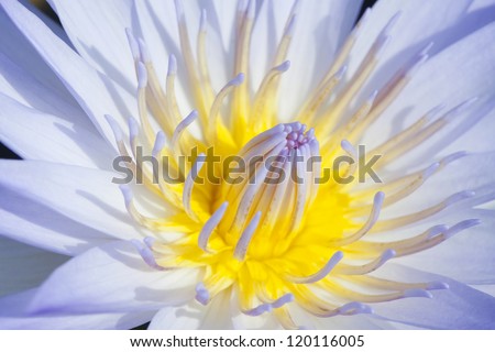 Close up of blue water lily