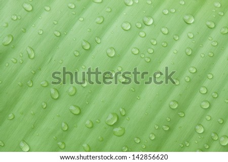 Droplets water on beautiful banana leaf