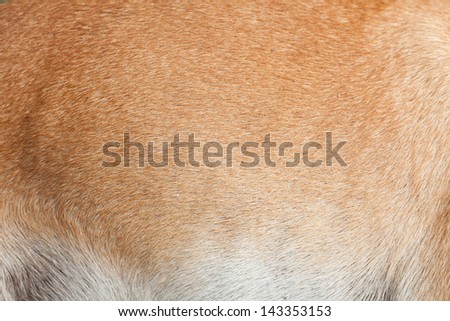 Dog fur