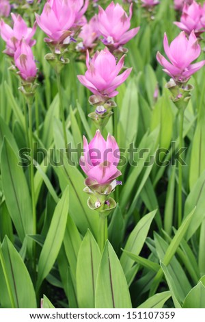 Siam Tulip in Thailand