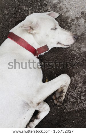 White dog sleeping