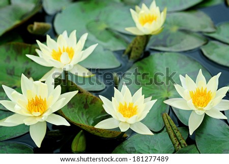 Yellow lotus blooming in the pond