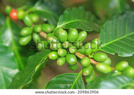 Coffee seeds on a coffee tree