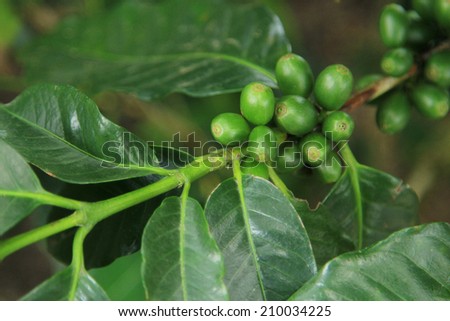 Coffee seeds on a coffee tree