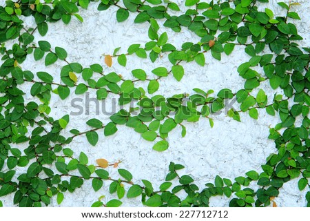 Green creeper plant on wall