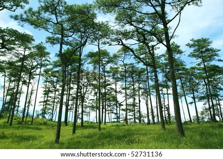 Pine Forest in the Morning