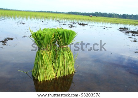 stock photo : Rice Plants